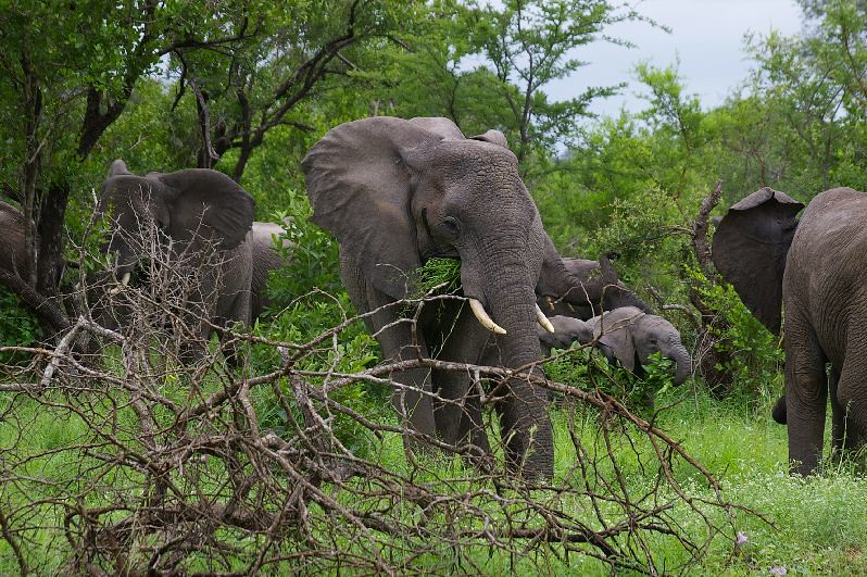 Elephants of Queen Elizabeth National Park: Population & Viewing Tips