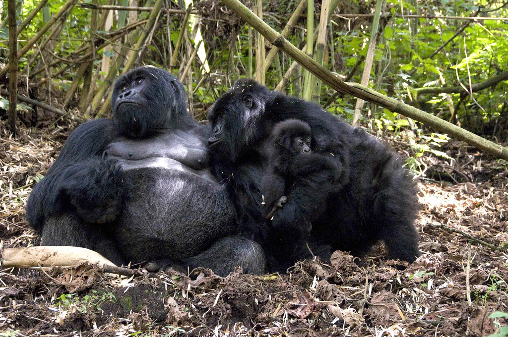Why Mgahinga Is Uganda’s Most Underrated Gorilla Destination