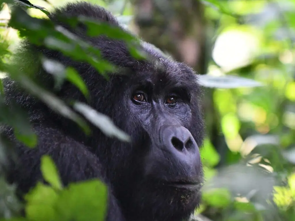 Nyiragongo Volcano Hike + Gorilla Trekking: The Ultimate Congo Adventure