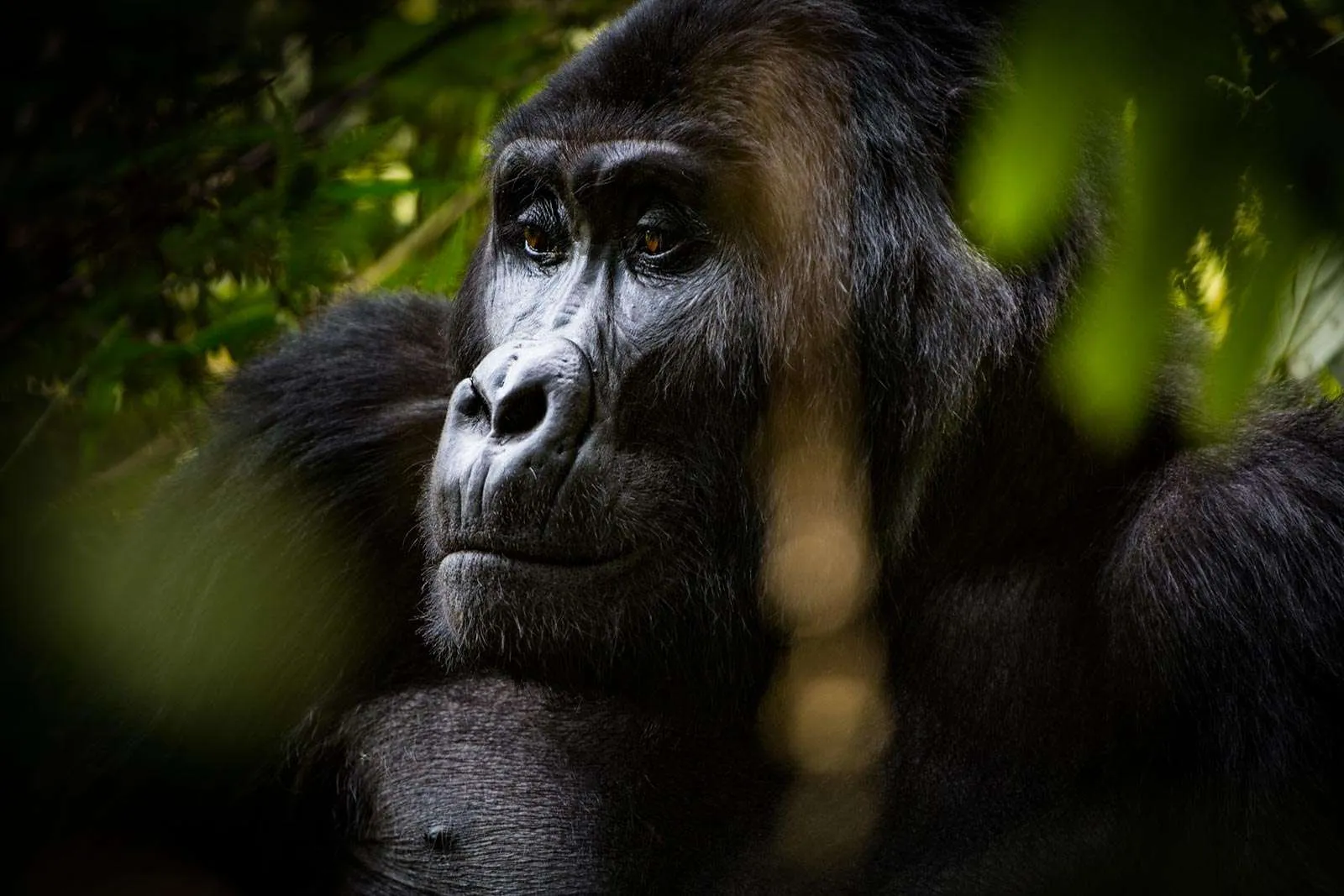 Gorilla Trekking Conservation Fees: Where Does Your $800 Actually Go?
