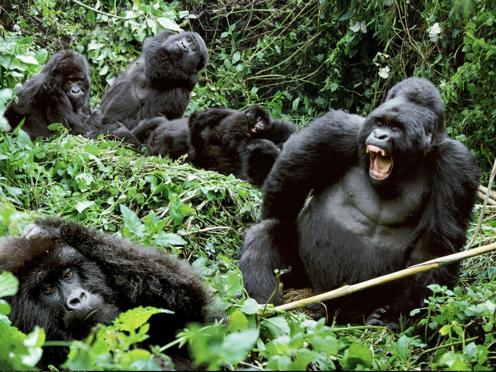 Gorilla Trekking While Pregnant: Risks, Rules & What Operators Say