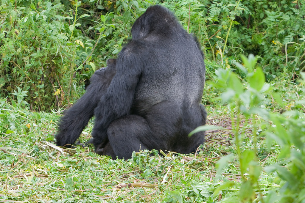 Volcanoes National Park Sectors: Choosing the Right Gorilla Family