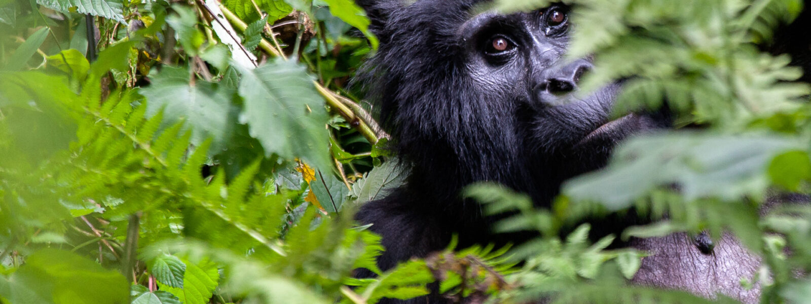 History of Bwindi National Park: From Ancient Forest to UNESCO Site