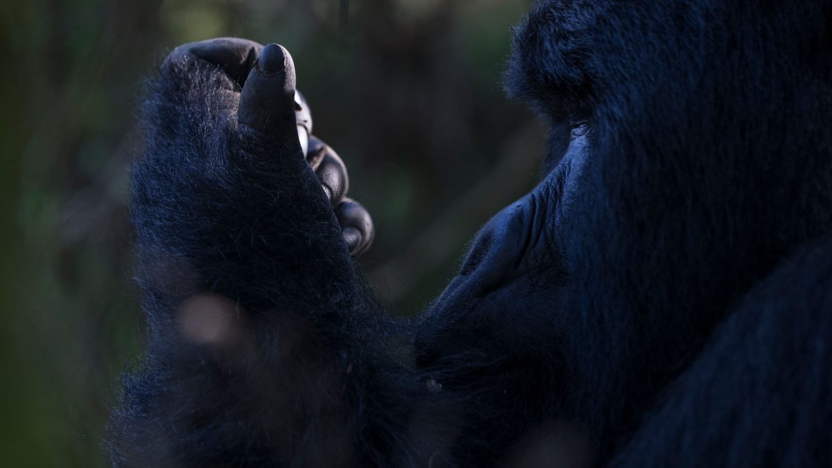How Mountain Gorilla Families Are Named and Tracked in Bwindi