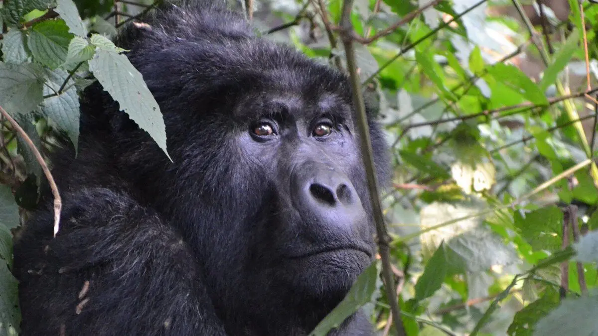 Understanding Gorilla Behaviour: What to Expect During Your Trek