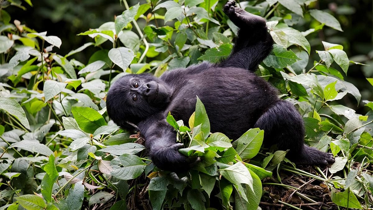 Virunga National Park Reopening: What Travellers Need to Know in 2025