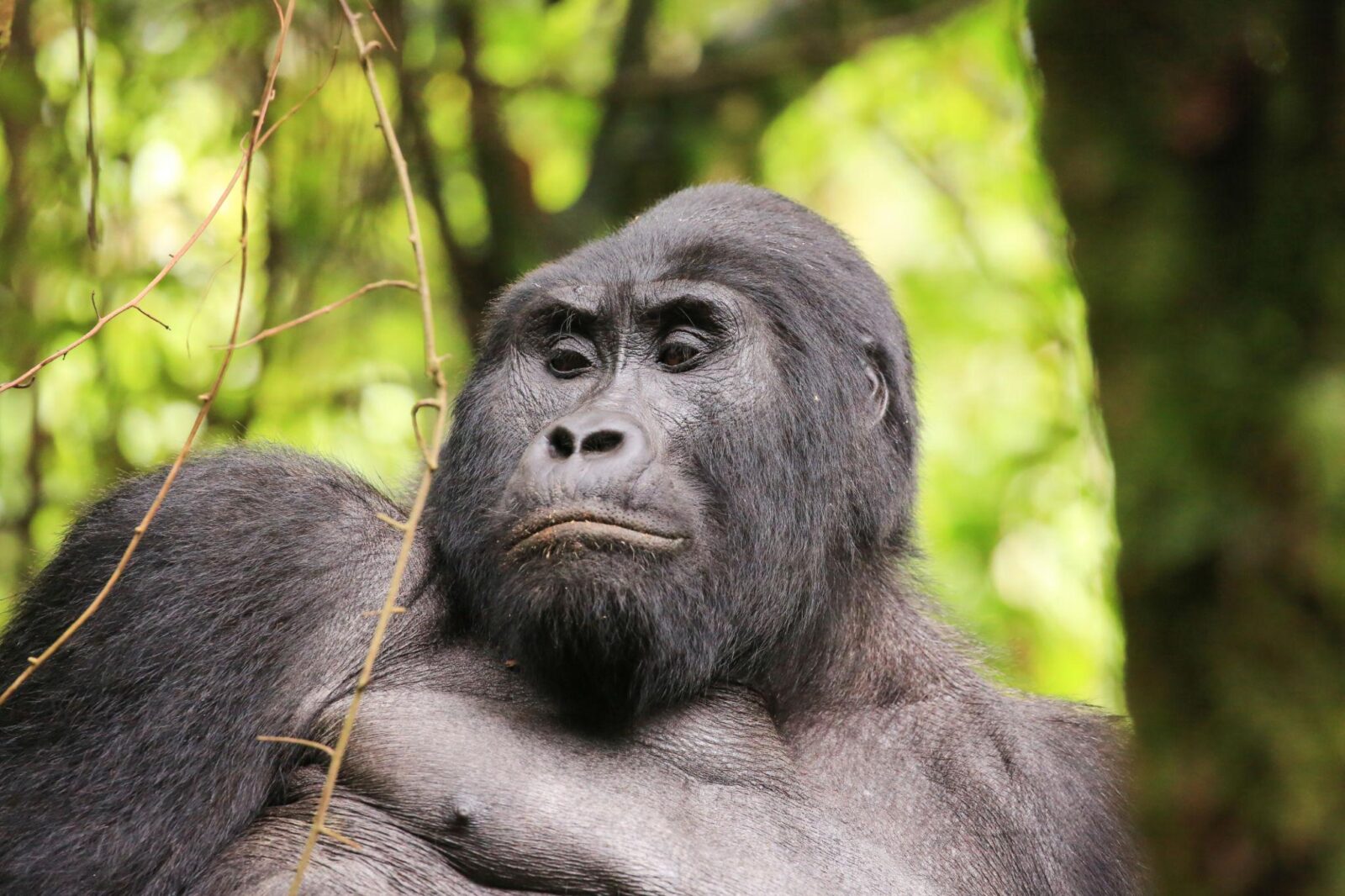 What Languages Do Gorilla Guides in Uganda Speak?