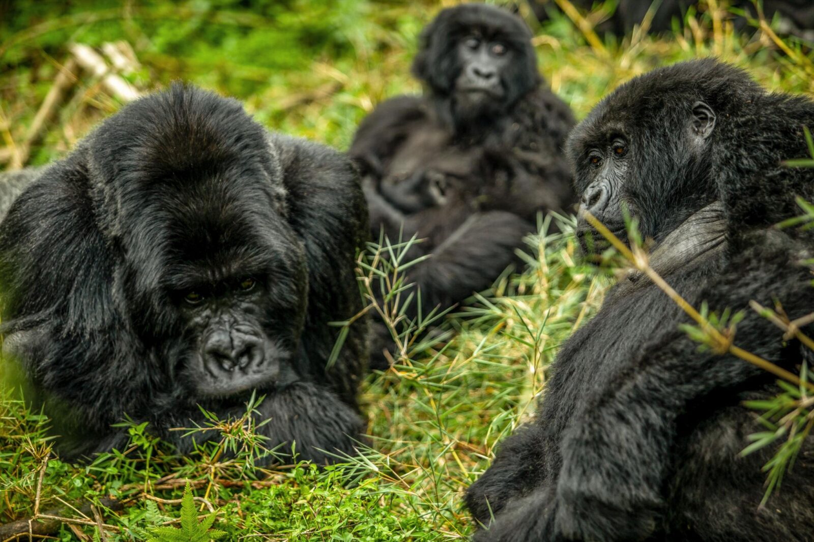 Gorilla Trekking Boots Guide: What Footwear Actually Works in Bwindi