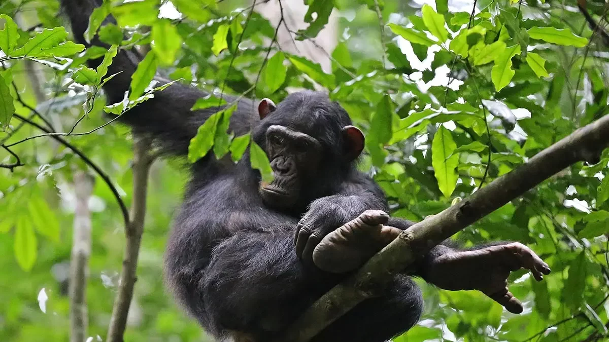 Gorilla Trekking and Malaria: Precautions Every Traveller Needs to Know