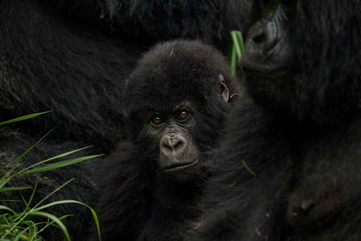 What Happens If You Miss Your Gorilla Trek? (Cancellation & Rebooking Guide)