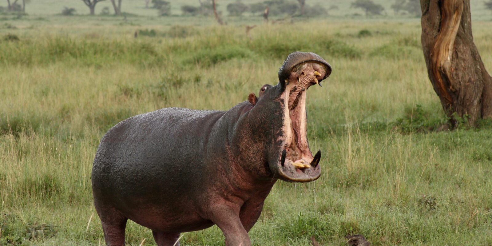 Hippo Pools of Queen Elizabeth: Best Spots to Watch These Giants