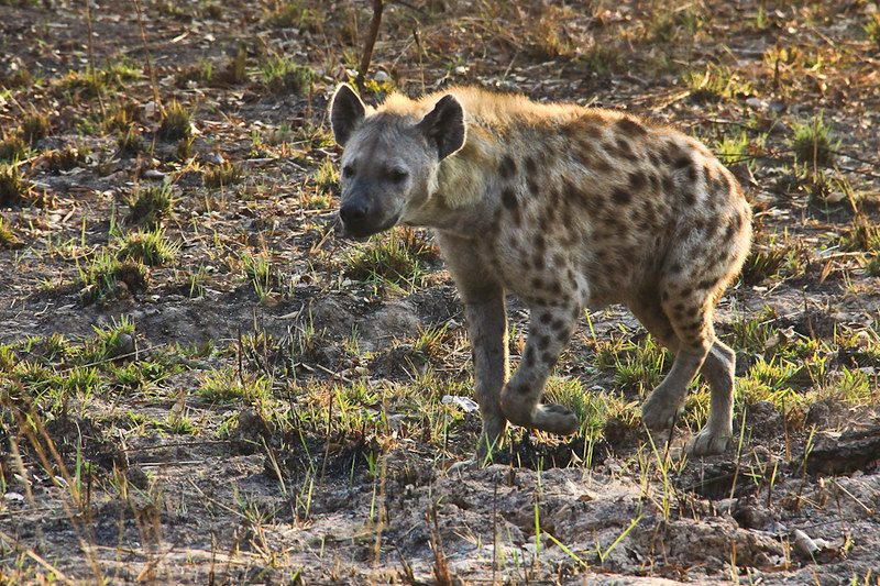 The Day a Stallion Chased Off a Hyena Pack