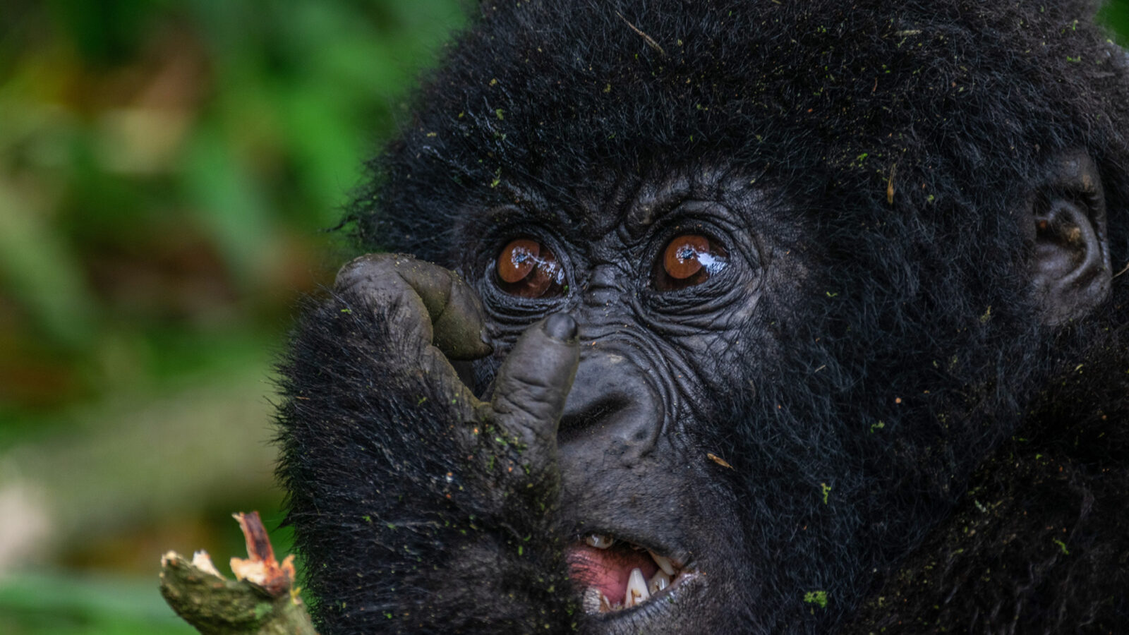 Kisoro Town Guide: The Gateway to Mgahinga National Park