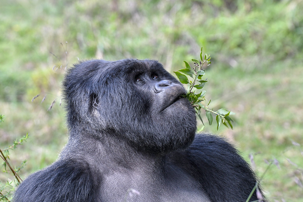 What Diseases Can You Transmit to Mountain Gorillas? Health Rules Explained