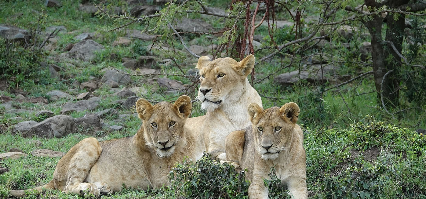 Getting to Kidepo Valley: Fly-In vs. Road Safari Options