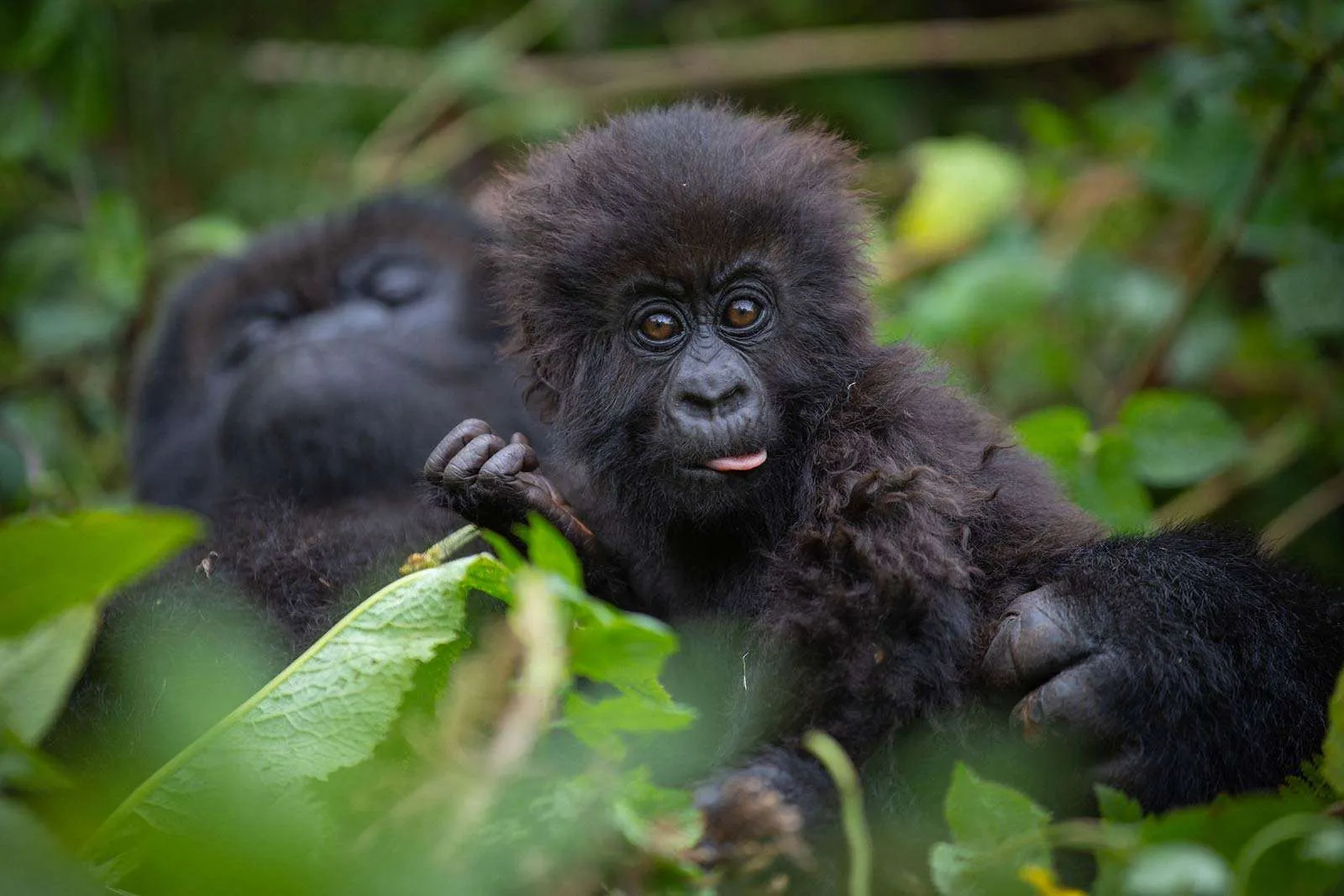 Gorilla Permit Discounts: Are There Concessions for Residents or Students?