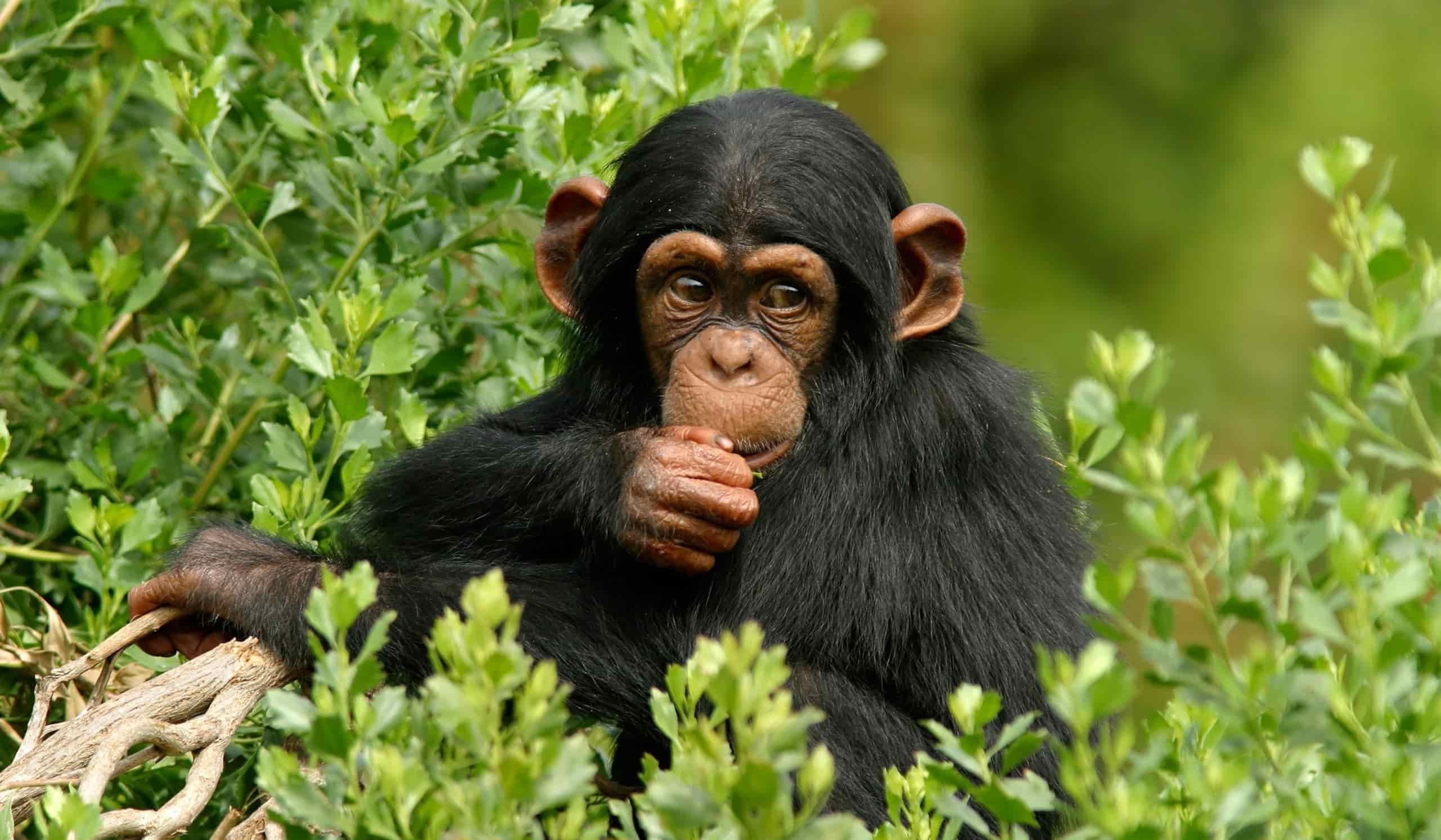Kibale National Park Primate Census: How Many Chimps Live There?
