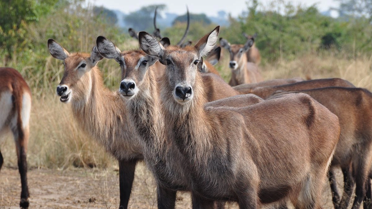 Ishasha Wilderness Camp, Queen Elizabeth National Park