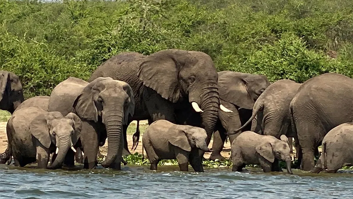 Combining Queen Elizabeth and Bwindi: The Classic Uganda Safari Route