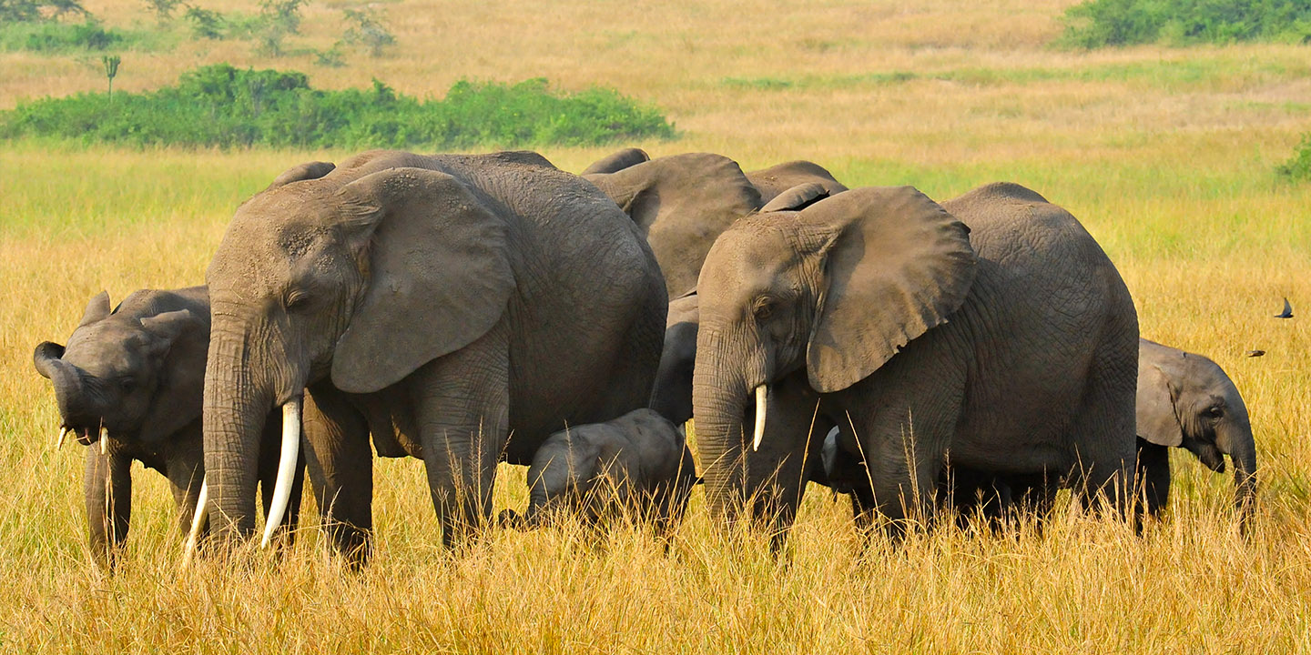 Kyambura Gorge Lodge, Queen Elizabeth National Park