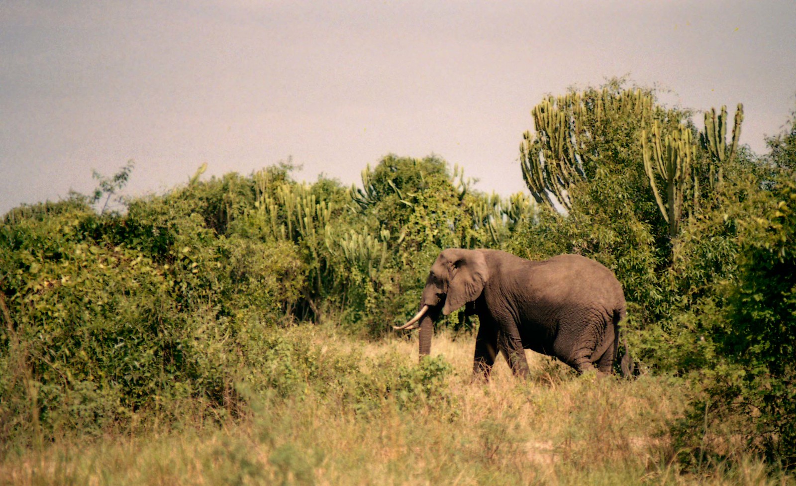 Mweya Safari Lodge, Queen Elizabeth National Park