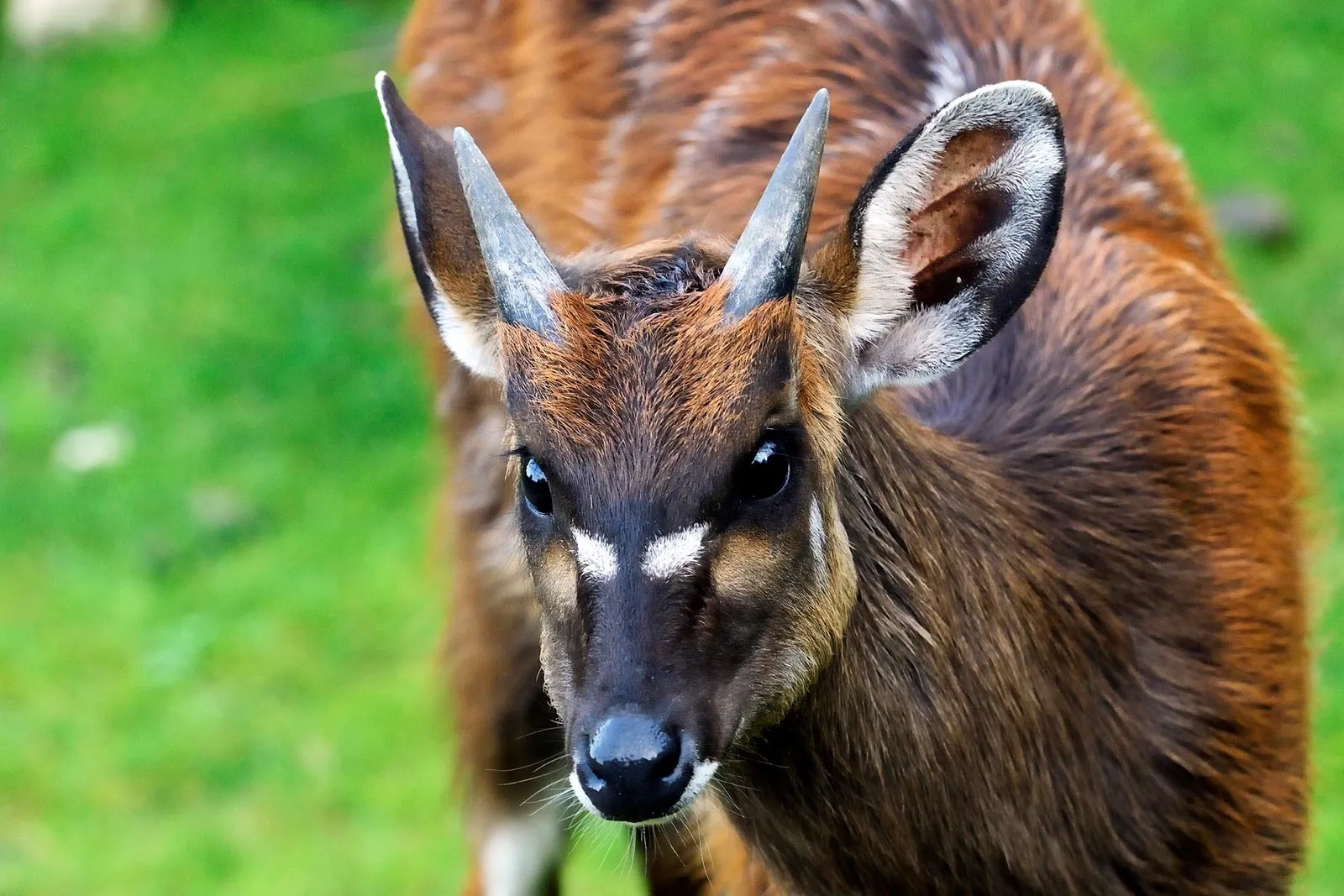 Antelopes of Murchison Falls: Jackson’s Hartebeest, Oribi & More