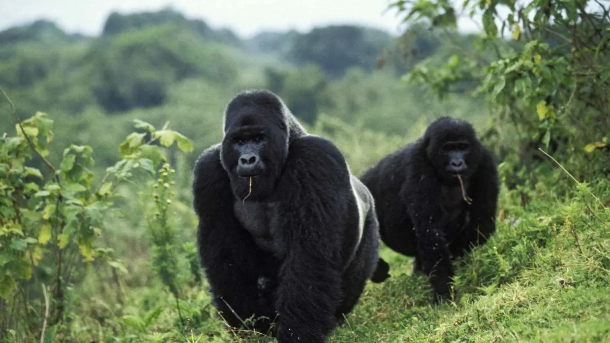 Bwindi Accommodation Tiers: Budget, Mid-Range & Luxury Lodges Compared