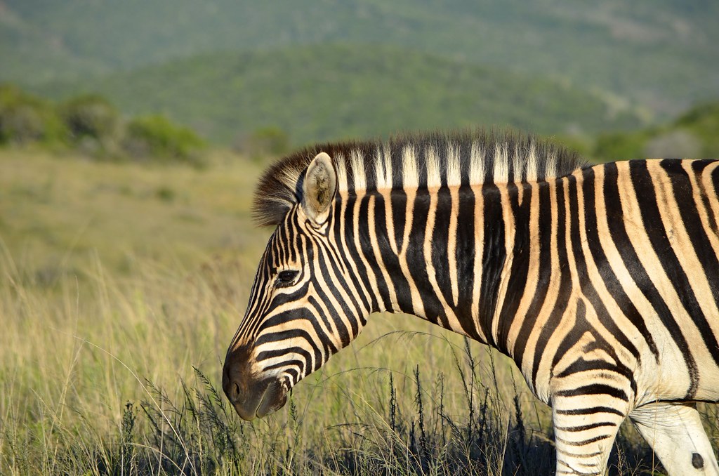 A Zebra Alarm Call Saved Our Entire Convoy