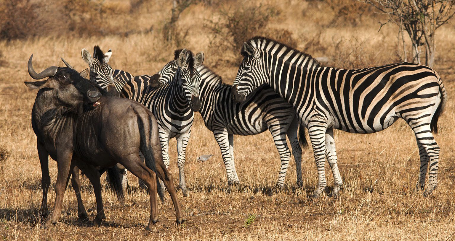 Migration Season: Following the Zebra Trail South
