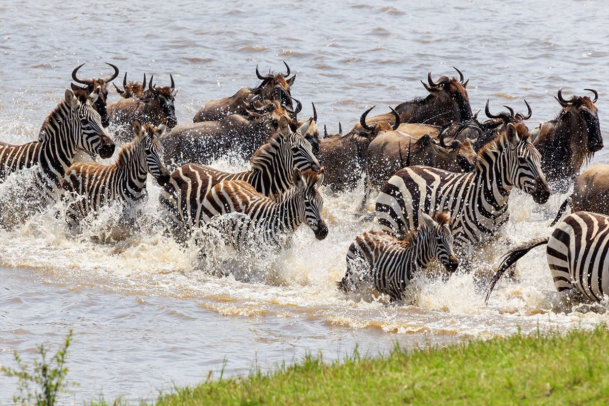 Grazing Beside Wildebeest: The Unlikely Alliance
