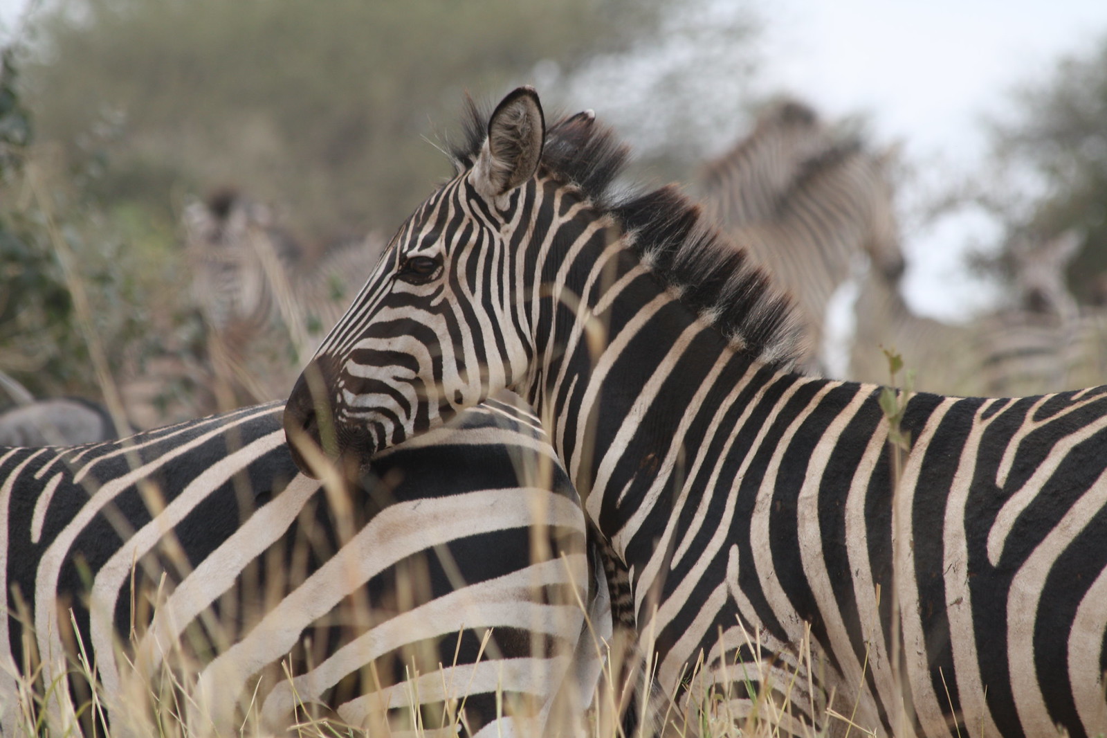 Dust, Heat, and a Line of Zebras at the Waterhole