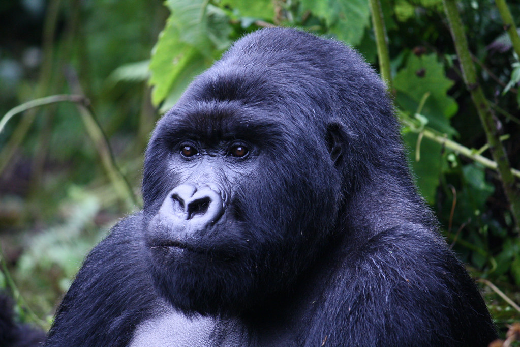 Rwanda vs. Uganda Gorilla Trekking: An Honest Side-by-Side Comparison