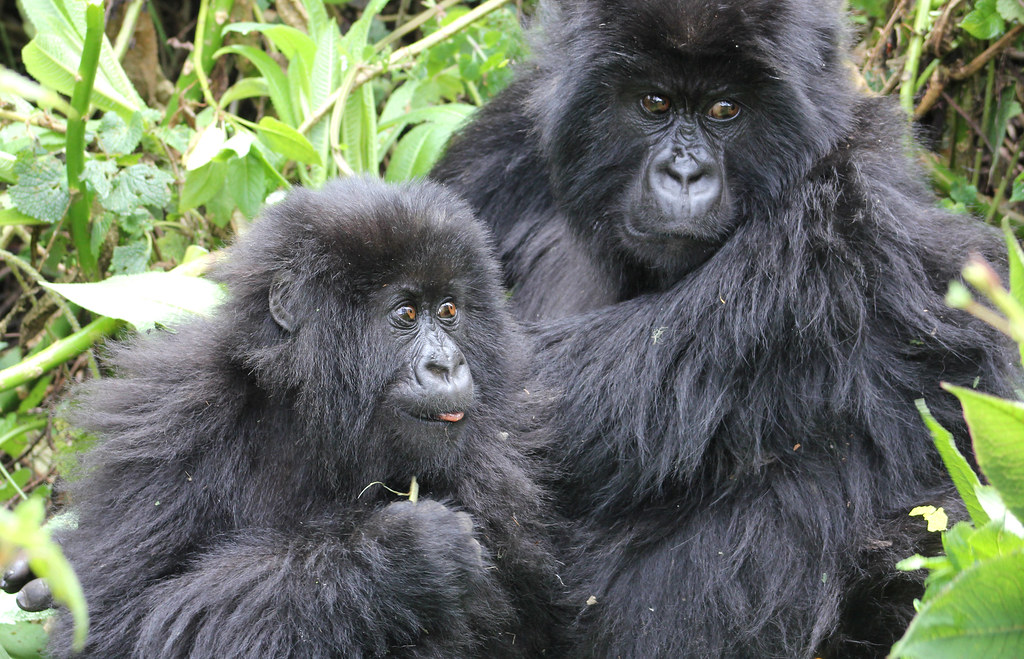 How to Get from Kigali to Volcanoes National Park for Your Gorilla Trek