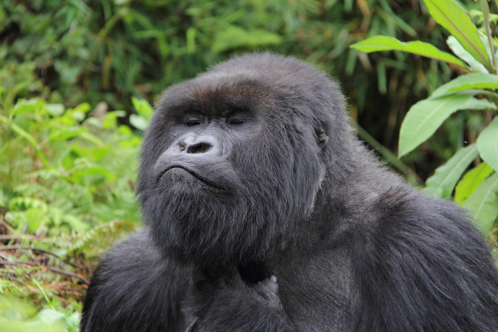 Dian Fossey Tomb Trail: Combining History with Gorilla Trekking in Rwanda