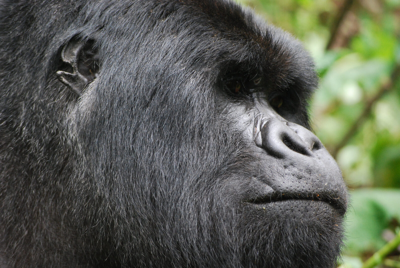 How Rwanda’s Gorilla Population Has Recovered: A Conservation Success Story