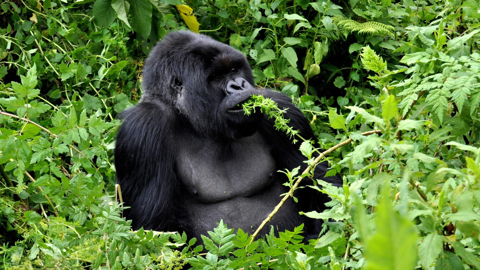 How Fit Do You Need to Be for Gorilla Trekking in Uganda?