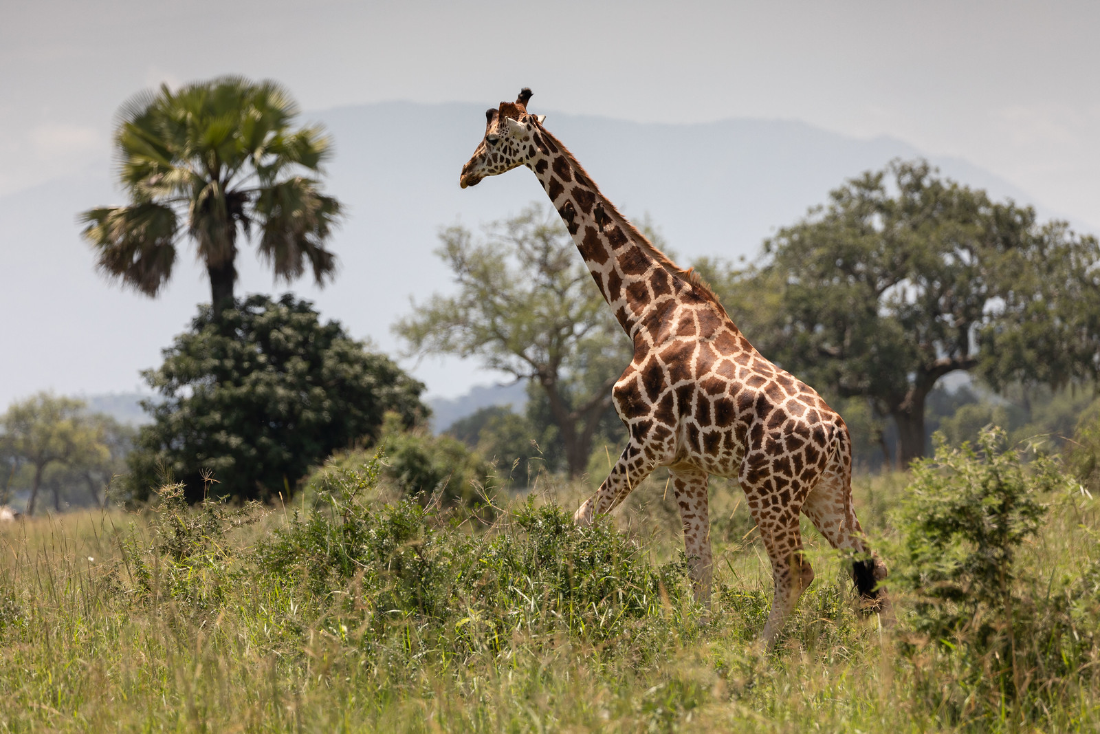 Wildlife of Kidepo Valley: Cheetahs, Ostriches & Animals You Won’t Find Elsewhere