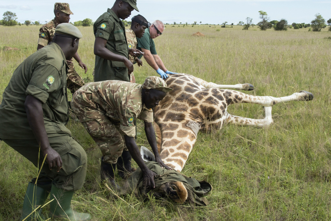How Gorilla Rangers Protect Bwindi: Behind the Scenes