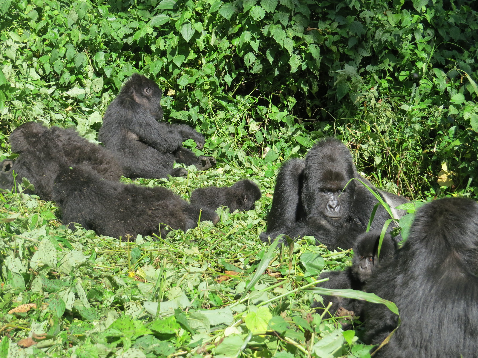Mammals of Bwindi Beyond Gorillas: Elephants, Chimps & More