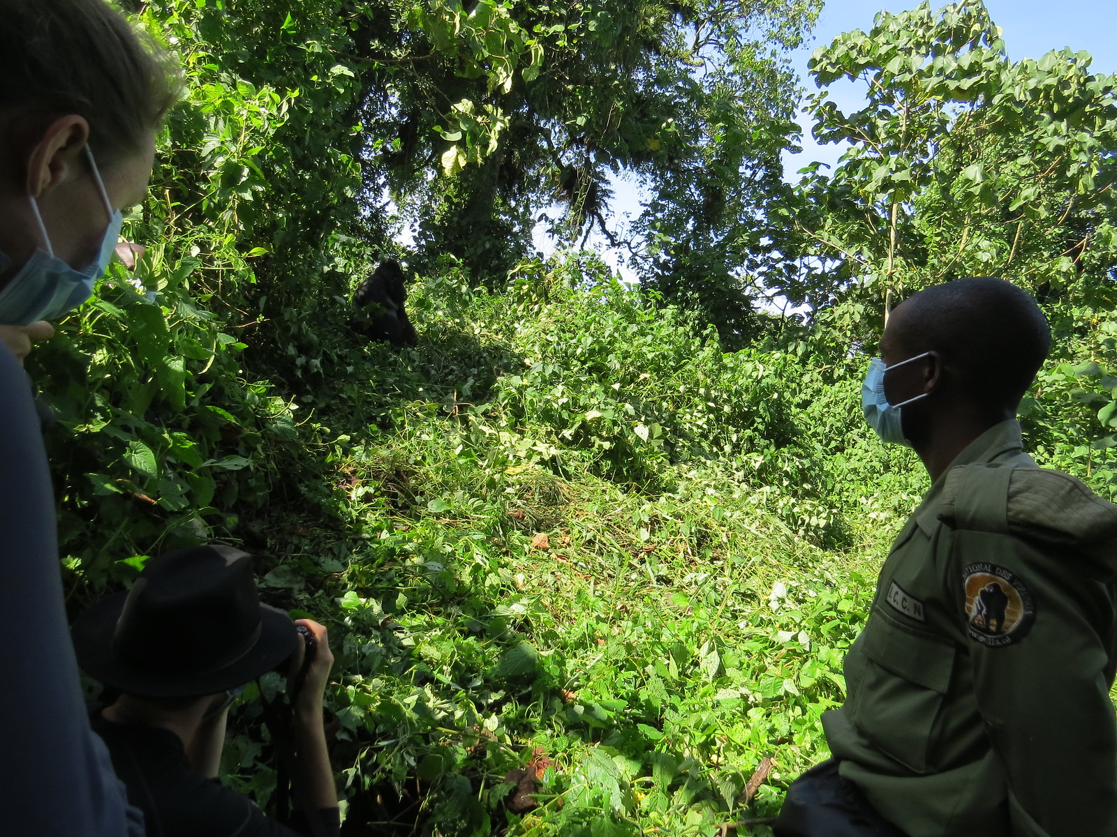 Flora of Bwindi: The Unique Plants of Uganda’s Ancient Rainforest