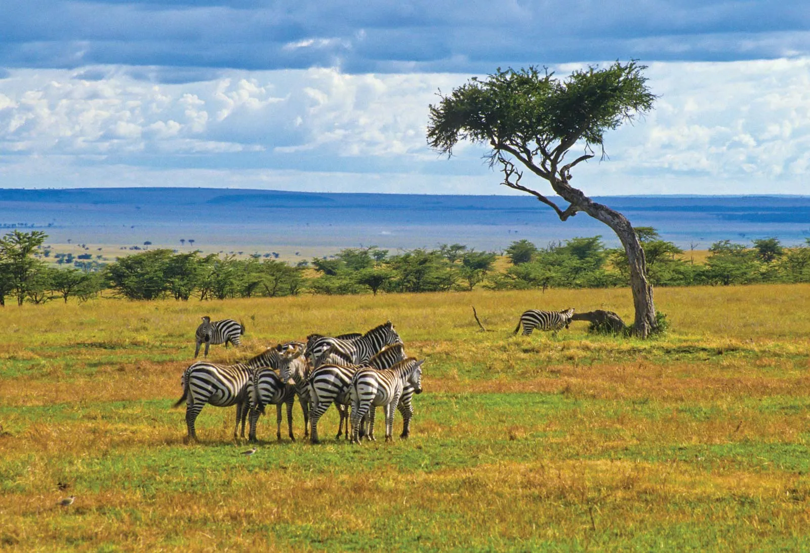 Sunset Safari: When the Plains Turned Black and White