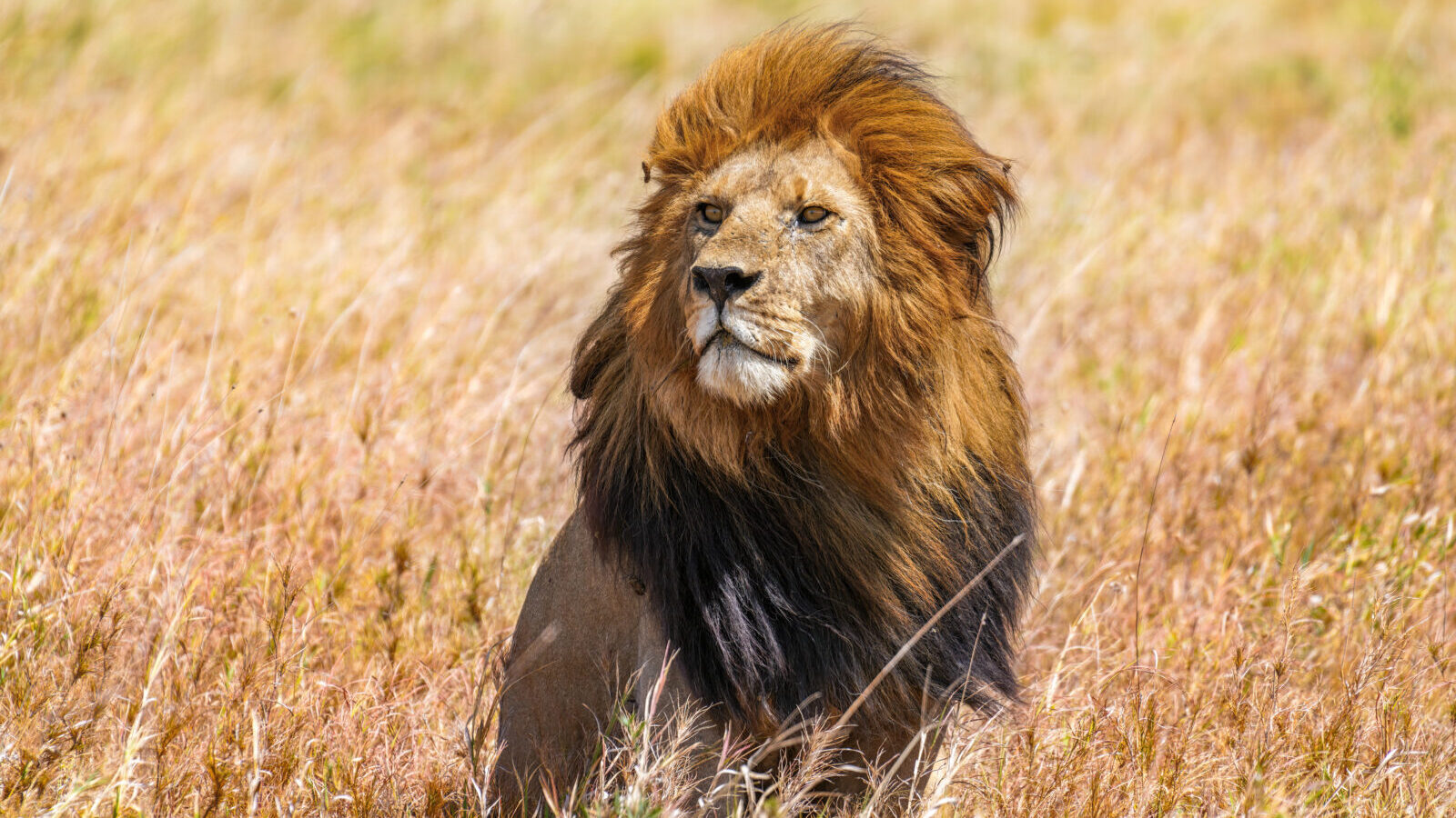 16-Day Ultimate East Africa Explorer: Four Countries in One Trip