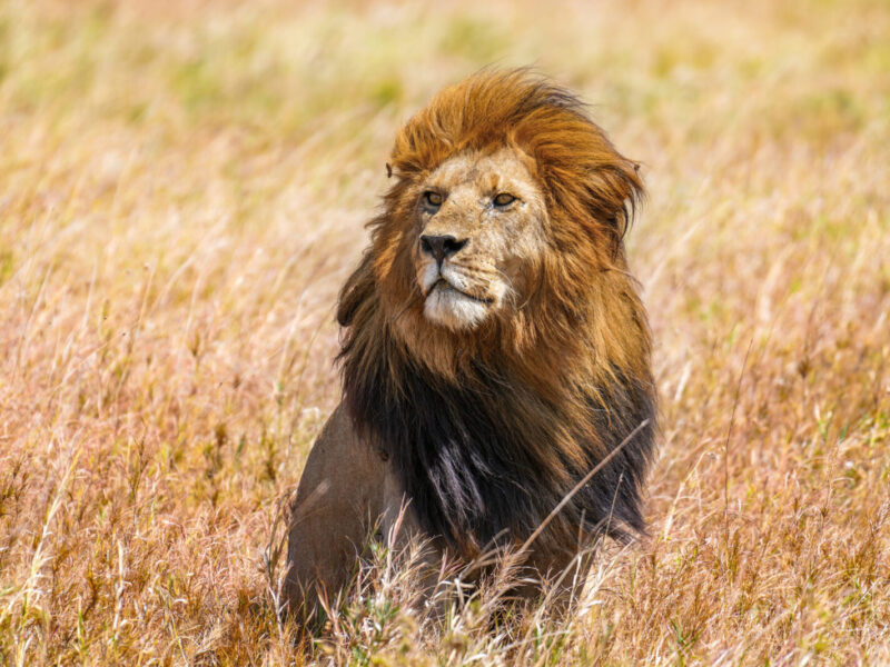 16-Day Ultimate East Africa Explorer: Four Countries in One Trip