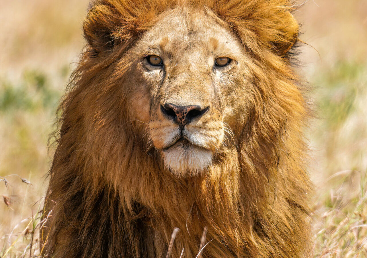 6-Day Northern Tanzania Discovery Package