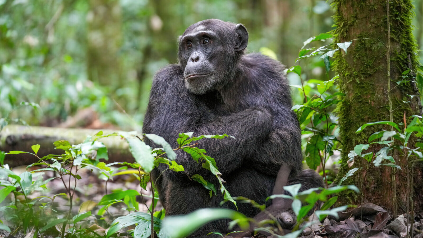 8-Day Forests and Savannahs Safari Package