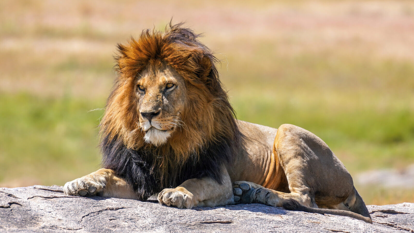 7-Day Cultural and Wildlife Safari: Maasai Villages and Serengeti