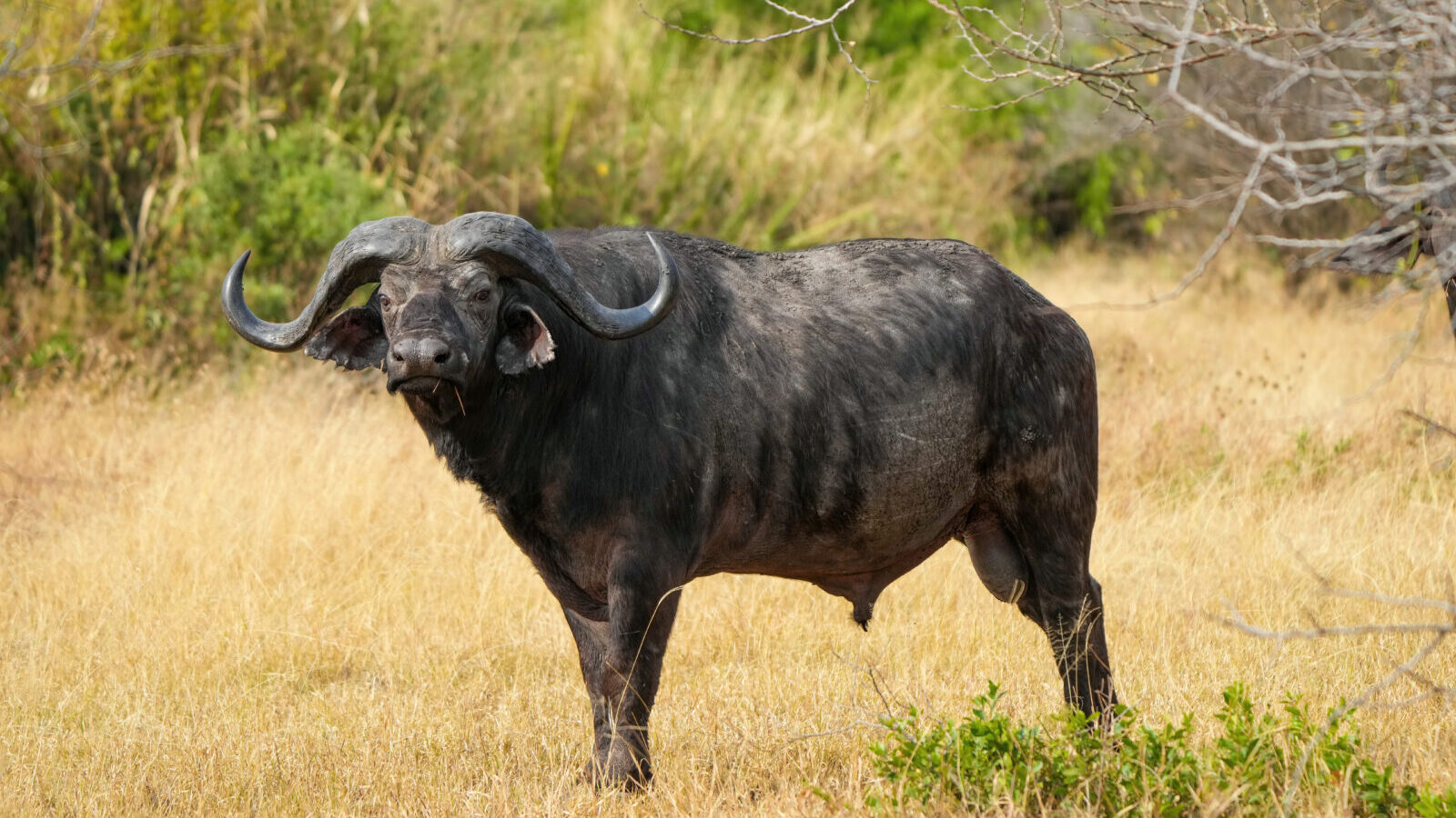 14-Day Best of Both Worlds: Gorillas and Big Cats