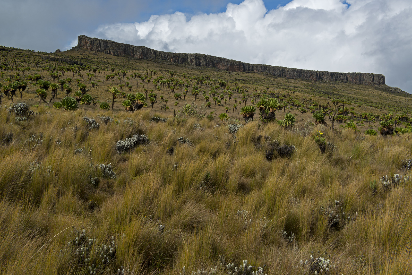 Hiking Mount Elgon: The Jackson Summit Trail Explained