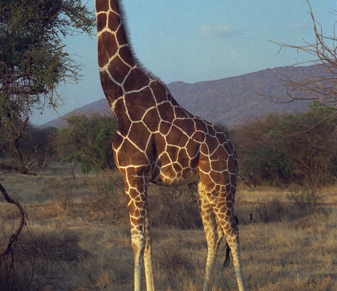 21-Day East Africa Grand Safari: Uganda, Rwanda, Kenya and Tanzania