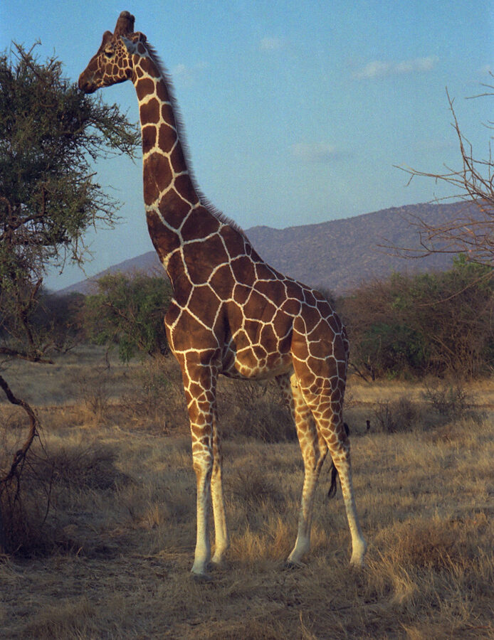 21-Day East Africa Grand Safari: Uganda, Rwanda, Kenya and Tanzania